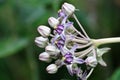 Purple Crown Flower ; Giant Indian Milkweed ; Gigantic Swallowwort Scientific Name : Calotropis Gigantea  Tropical Plant backdro Royalty Free Stock Photo