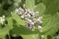 Purple Crown Flower on natural background Royalty Free Stock Photo