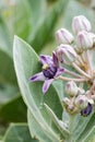 Purple Crown flower Royalty Free Stock Photo