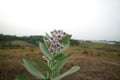 Purple Crown Flower Royalty Free Stock Photo