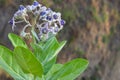 Purple Crown Flowers (Calotropis gigantea)