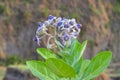 Purple Crown Flowers (Calotropis gigantea