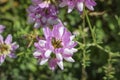 Purple crown vetch Securigera varia pink flower close up Royalty Free Stock Photo