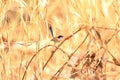 Purple-crowned fairywren Royalty Free Stock Photo