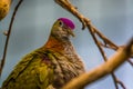 Purple crowned fruit dove in closeup, colorful tropical bird specie, popular pet in aviculture Royalty Free Stock Photo