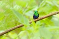 Purple-crowned woodnymph, Thalurania colombica fannyi, hummingbird in the Colombian tropical forest, blue an green glossy bird in