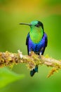 Purple-crowned woodnymph, Thalurania colombica fannyi, hummingbird in the Colombian tropical forest, blue an green glossy bird in