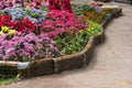 purple crysanthemum, christmas flower in garden. blooming flora Royalty Free Stock Photo