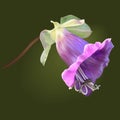 Purple cup-and-saucer vine flower