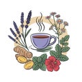Steaming cup of herbal tea surrounded by lavender ginger chamomile and hibiscus vector Royalty Free Stock Photo