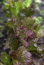 Purple Curly Green Lettuce Growing In The Garden, Healthy Vegetarian Food