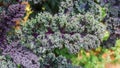 Purple curly kale