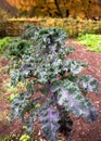 Purple curly leaf kale plants in organic soil in the late autumn vegetable garden. Royalty Free Stock Photo