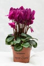 Purple cyclamen bloom and green leaf. Blooming lilac flower. Violet blossom and pot.