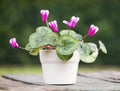 Purple cyclamen flower in pot