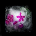 Purple Cyclamen flowers in ice cube, frozen flower art on black background with negative space Royalty Free Stock Photo
