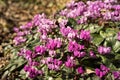 Purple cyclamen flowers in the spring sun Royalty Free Stock Photo