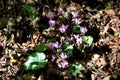 Purple cyclamen or Cyclamen purpurascens tuberous perennial plant with variegated leaves and pink flowers surrounded with fallen