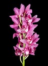 Purple cymbidium isolated on black Royalty Free Stock Photo