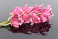 Purple cymbidium isolated on a gray background Royalty Free Stock Photo