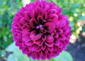 Purple Dahlia