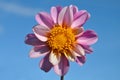 Purple dahlia, beautiful flower closeup