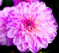 Purple dahlia close up with dark background Royalty Free Stock Photo