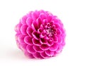 Purple dahlia close-up. Royalty Free Stock Photo