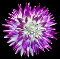 Purple dahlia. Flower on black isolated background with clipping path. For design. Closeup. Royalty Free Stock Photo