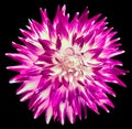 Purple dahlia. Flower on black isolated background with clipping path. For design. Closeup. Royalty Free Stock Photo