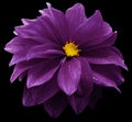 Purple dahlia. Flower on the black   isolated background with clipping path.  For design.  Closeup. Royalty Free Stock Photo