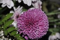 Purple Dahlia flower close up. Purple or Violet Dahlia Flower in Garden in green leaf background. Royalty Free Stock Photo