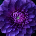 Purple dahlia flower macro shot