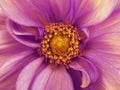 Purple dahlia flower. Macro. Yellow pistils stamens. Yellow Center. For design. Royalty Free Stock Photo