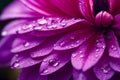 Purple dahlia flower with water drops closeup