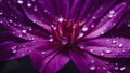 Purple dahlia flower with water drops closeup