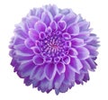 Purple Dahlia flower, white background isolated with clipping path. Closeup. Royalty Free Stock Photo