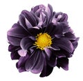 Purple dahlia. Flower on a white isolated background with clipping path. For design. Closeup. Royalty Free Stock Photo