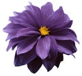 Purple dahlia. Flower on a white   isolated background with clipping path.  For design.  Closeup. Royalty Free Stock Photo