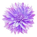 Purple dahlia. Flower on a white isolated background with clipping path. For design. Closeup Royalty Free Stock Photo