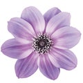 Purple  dahlia. Flower on a white isolated background with clipping path.  For design.  Closeup. Royalty Free Stock Photo