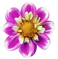 Purple dahlia. Flower on a white isolated background with clipping path. For design. Closeup. Royalty Free Stock Photo