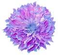 Purple dahlia. Flower on a white isolated background with clipping path. For design. Closeup. Royalty Free Stock Photo