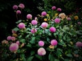 Purple Dahlia Flowers