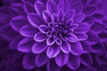 Purple dahlia petals macro, floral abstract background. Close up of flower dahlia for background, Soft focus