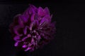 Purple dahlias flower on black background.