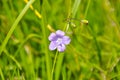 Purple dainty morea wildflower in the meadow Royalty Free Stock Photo