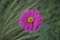 Purple daisey in mead botanical garden Central Florida