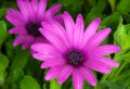 Purple Daisies, Argyranthemum frutescens 3 Royalty Free Stock Photo