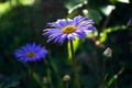 Purple daisies bloom Royalty Free Stock Photo